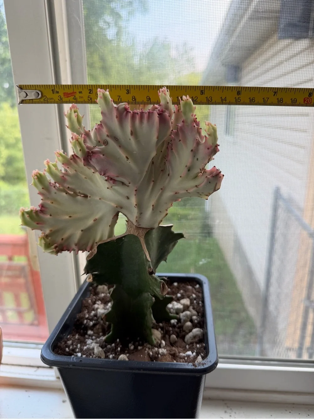 Variegated Pink and Green Mermaid/Coral Cactus - Home Accents